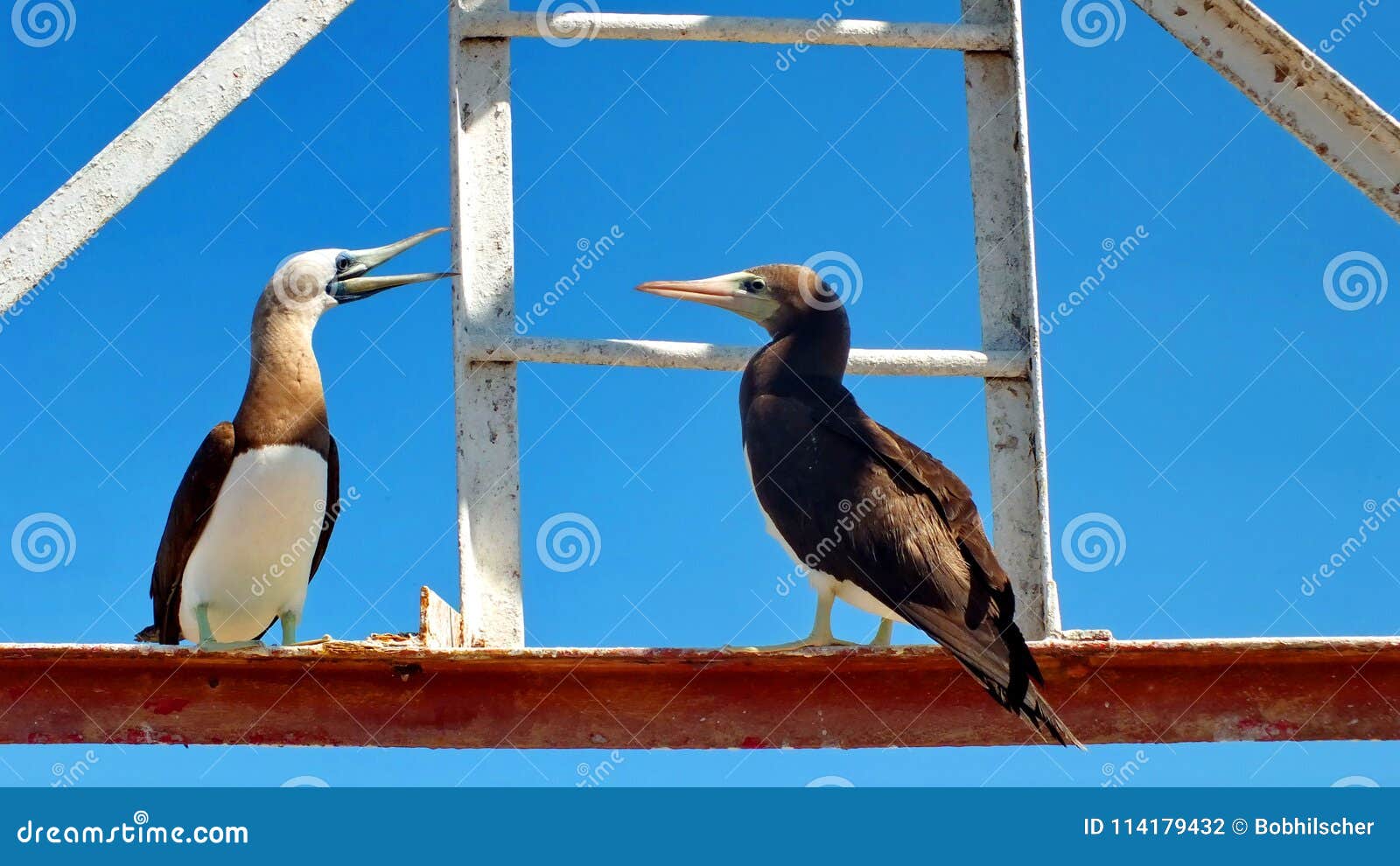 brown booby on isla isabel